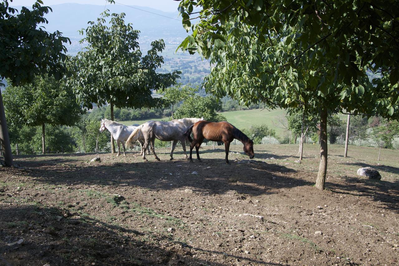 بادولا Fattoria Alvaneta المظهر الخارجي الصورة
